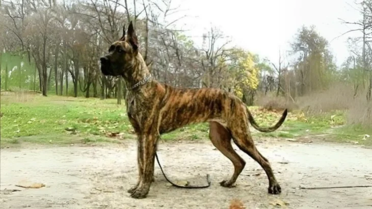 Vucciriscu Dog photo