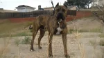 Vucciriscu Dog photo