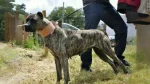 Vucciriscu Dog photo