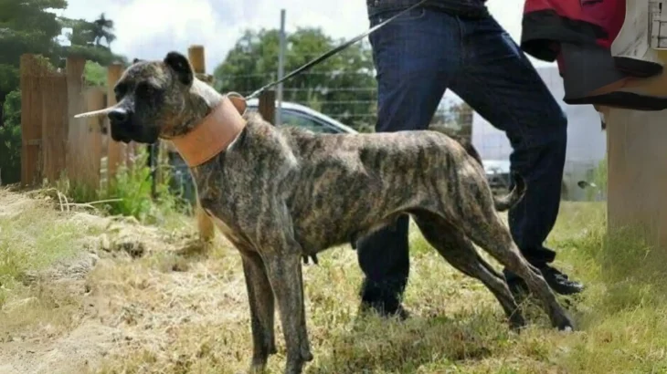 Vucciriscu Dog photo