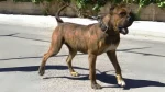 Vucciriscu Dog photo