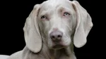 Weimaraner Dog photo