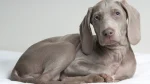 Weimaraner Dog photo