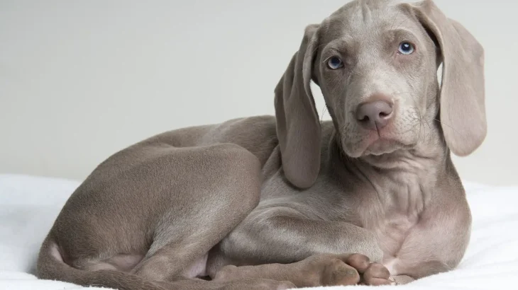 Weimaraner Dog photo