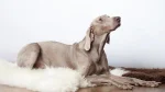 Weimaraner Dog photo