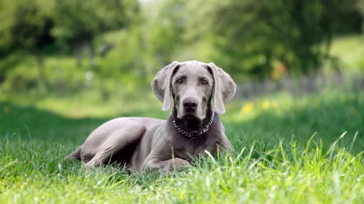 Weimaraner Dog photo