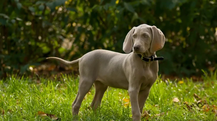 Weimaraner Dog photo
