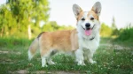 Welsh Corgi Dog photo