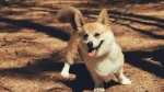 Welsh Corgi Dog photo