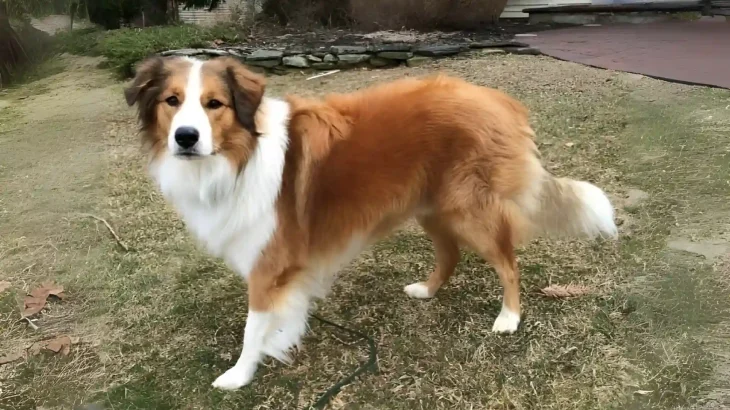 Owczarek walijski Dog photo