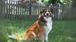 Owczarek walijski Dog photo