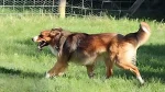 Owczarek walijski Dog photo