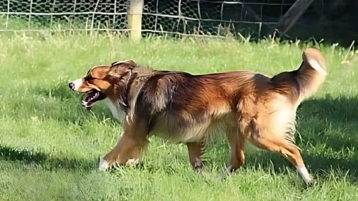 Owczarek walijski Dog photo