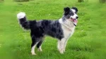 Owczarek walijski Dog photo