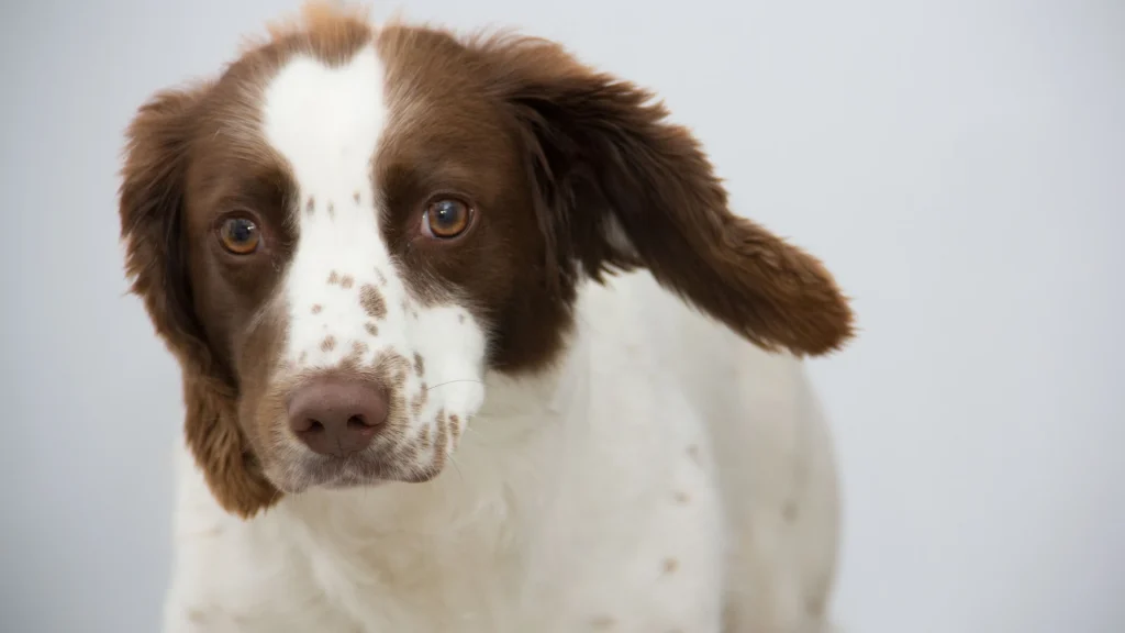 Welsh Springer Spaniel Dog photo