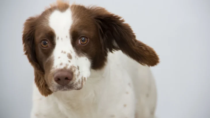 Welsh Springer Spaniel Dog photo