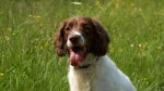 Welsh Springer Spaniel Dog photo