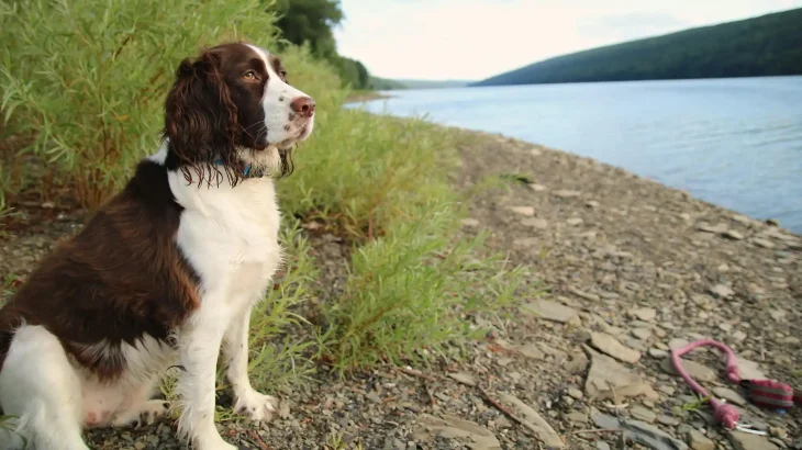 Welsh Springer Spaniel Dog photo