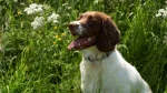 Welsh Springer Spaniel Dog photo