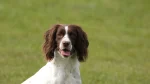 Welsh Springer Spaniel Dog photo