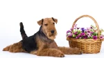 Welsh Terrier Dog photo