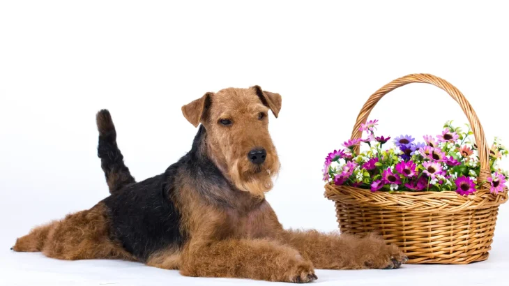 Welsh Terrier Dog photo