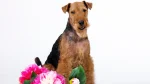 Welsh Terrier Dog photo