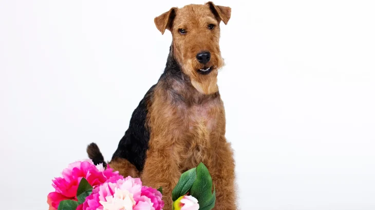 Welsh Terrier Dog photo