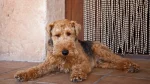 Welsh Terrier Dog photo