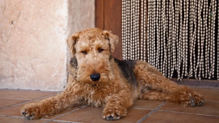 Welsh Terrier Dog photo
