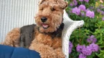 Welsh Terrier Dog photo