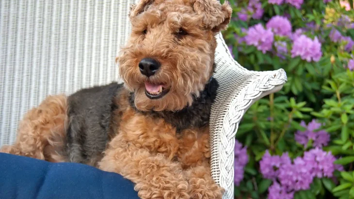 Welsh Terrier Dog photo