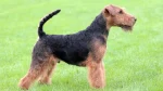 Welsh Terrier Dog photo