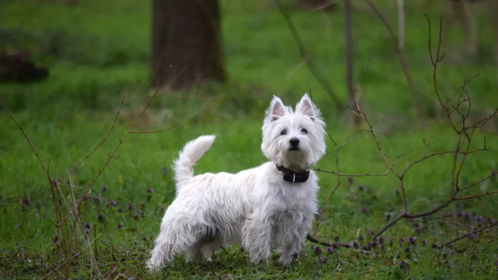 West Highland White Terrier Dog photo
