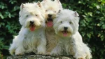 West Highland White Terrier Dog photo