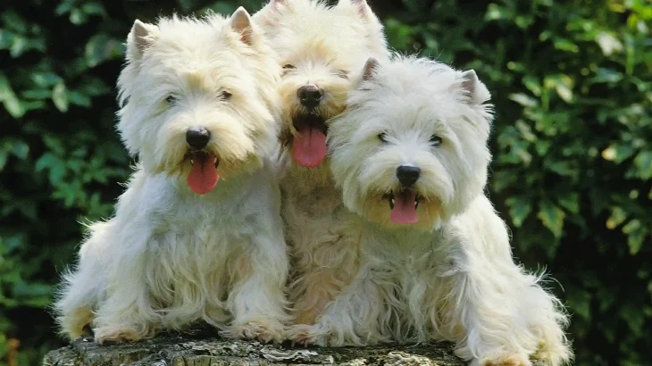 West Highland White Terrier Dog photo
