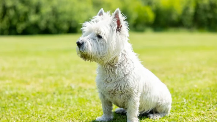 West Highland White Terrier Dog photo