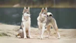 West Siberian Laika Dog photo