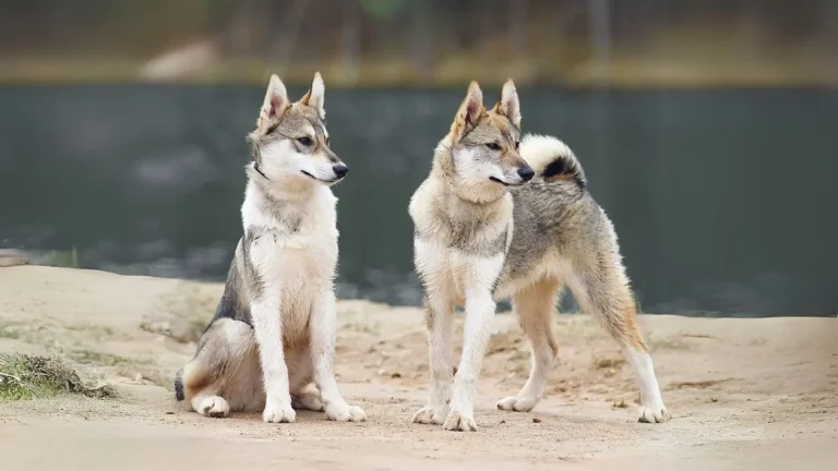 West Siberian Laika Dog photo