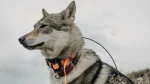 West Siberian Laika Dog photo
