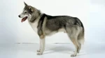 West Siberian Laika Dog photo
