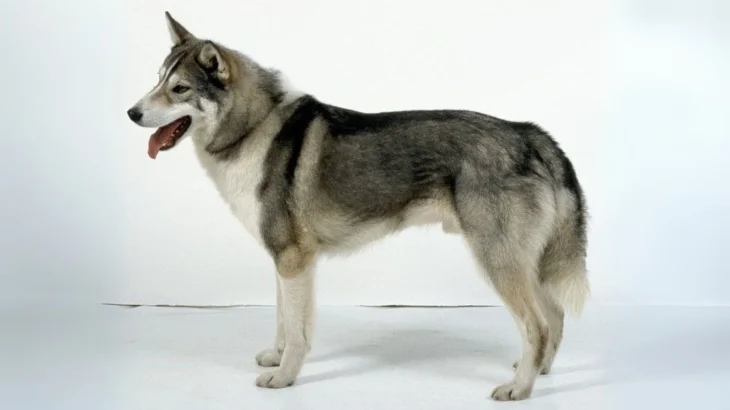 West Siberian Laika Dog photo