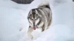 West Siberian Laika Dog photo