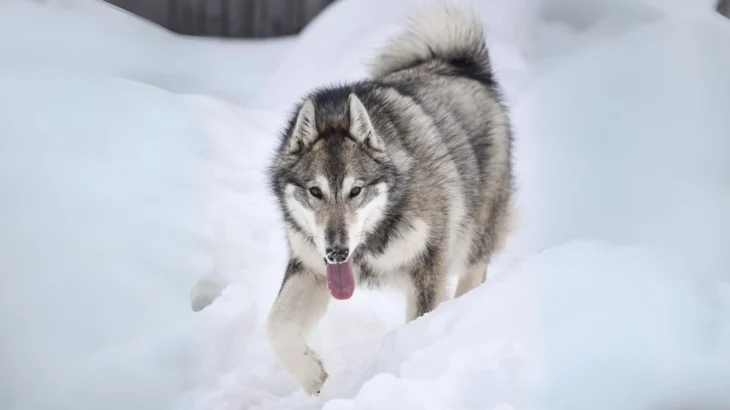 West Siberian Laika Dog photo