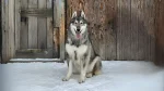 West Siberian Laika Dog photo