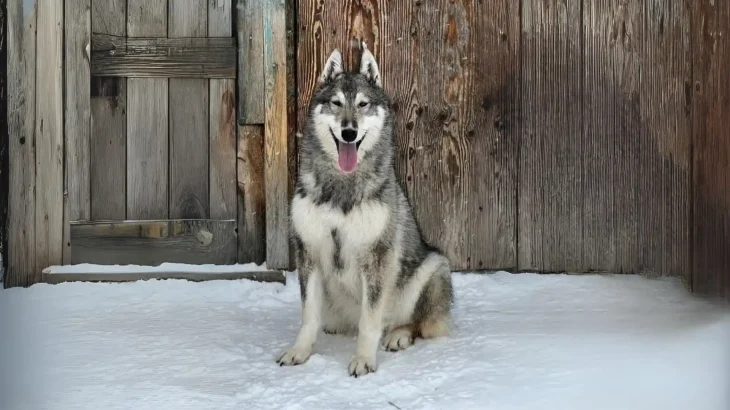 West Siberian Laika Dog photo
