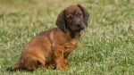 Westphalian Dachsbracke Dog photo