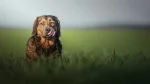 Westphalian Dachsbracke Dog photo