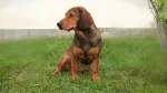 Westphalian Dachsbracke Dog photo