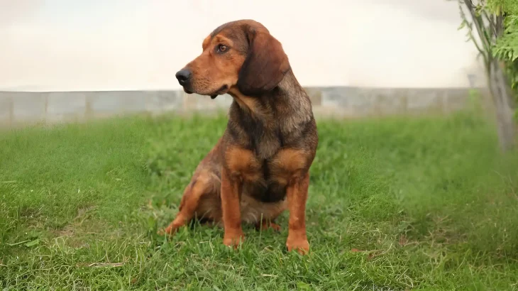 Westphalian Dachsbracke Dog photo